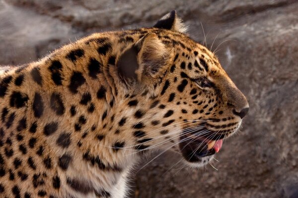 Amur-Leopard Bild für den Desktop