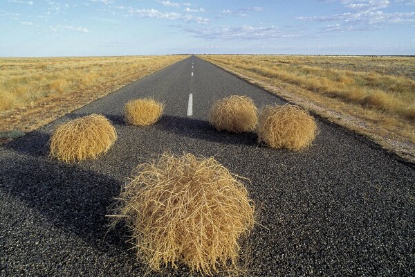 Tumbleweed appare sulla strada davanti ai conducenti Dilettanti