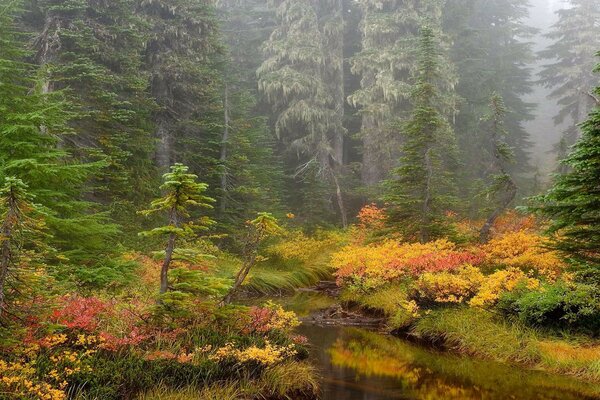 A magnificent photo of an autumn landscape in the forest