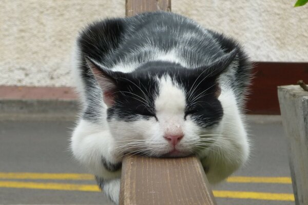 Gato blanco y negro dormido en la barandilla