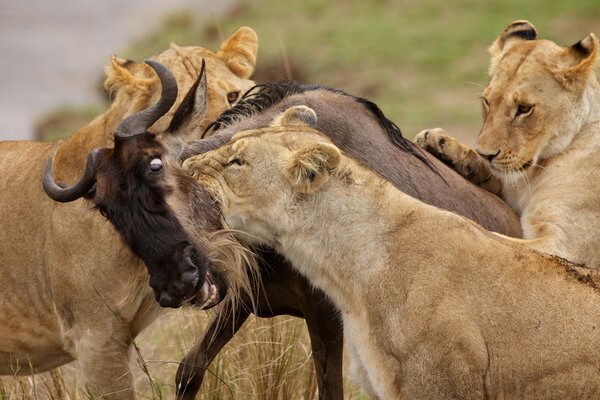 A pride of lions hunts prey