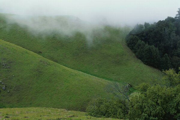 Colinas verdes en la niebla lechosa