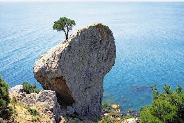 Pino solitario en un acantilado junto al mar