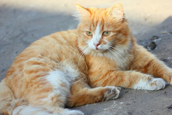 Fourrure Rousse chat couché sur le Sol