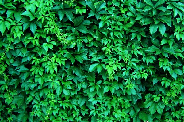 Beautiful green hedge consisting of green foliage