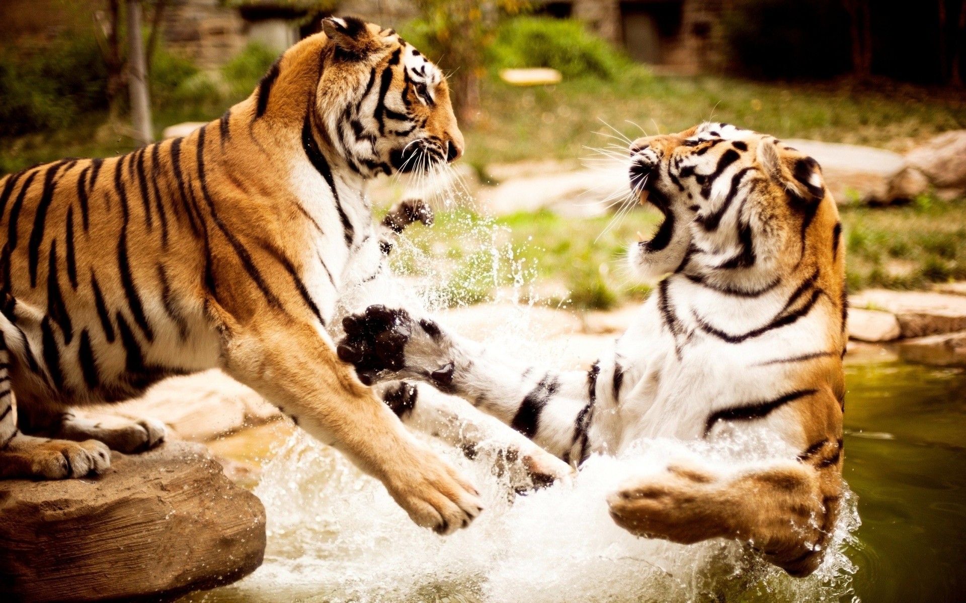 animales agua lucha tigres fotografía