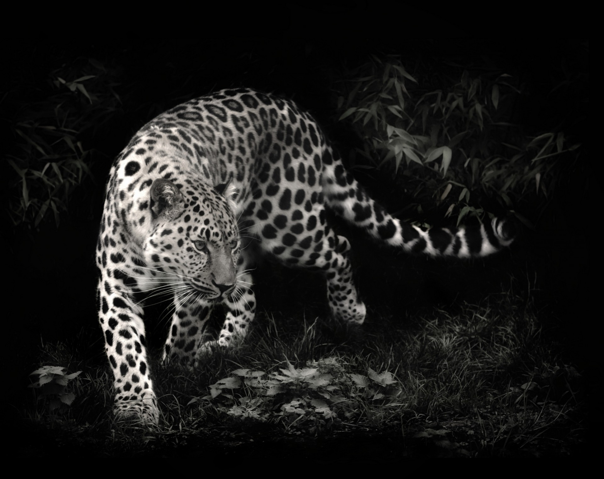 leopard predator