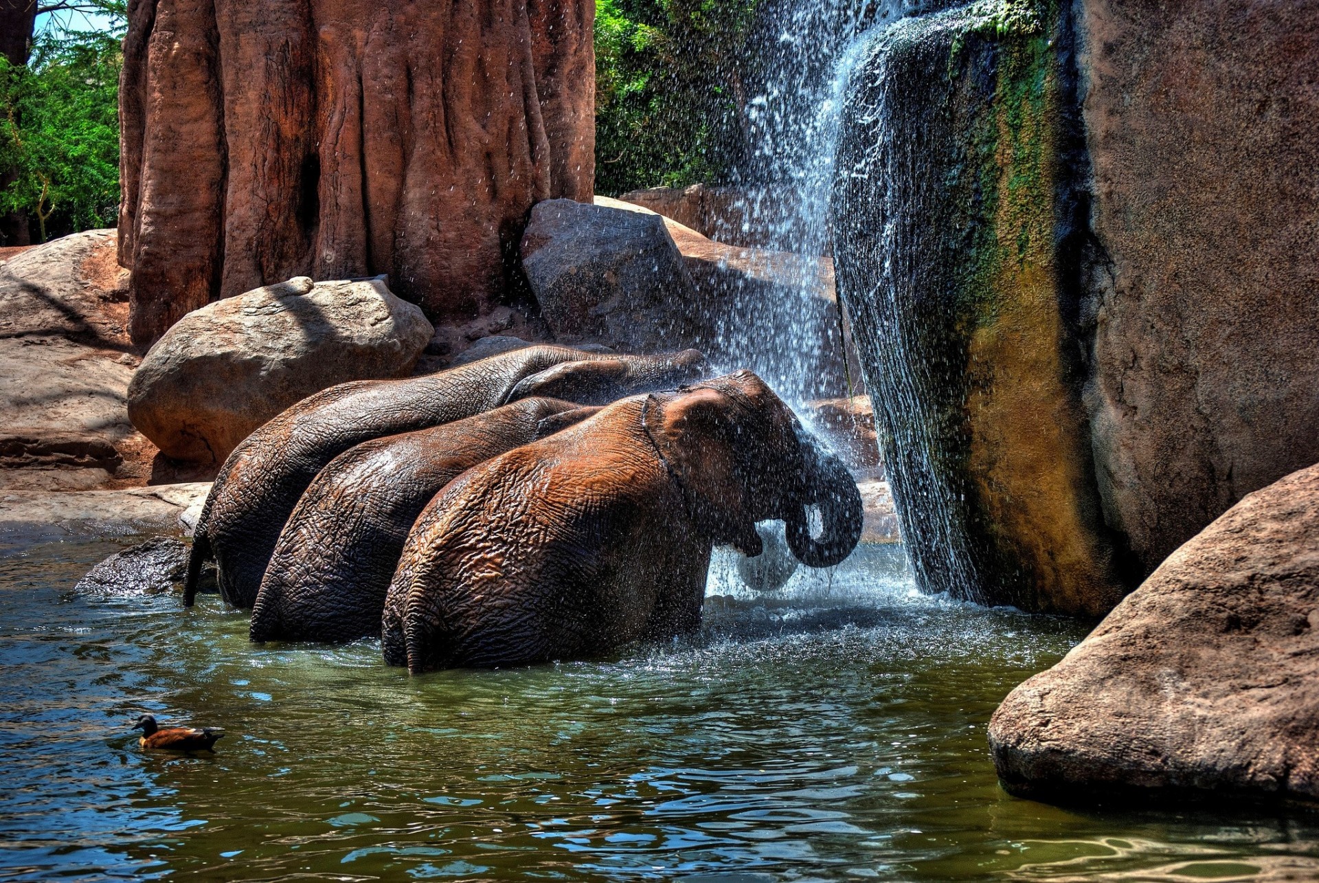 steine wasser dusche elefanten