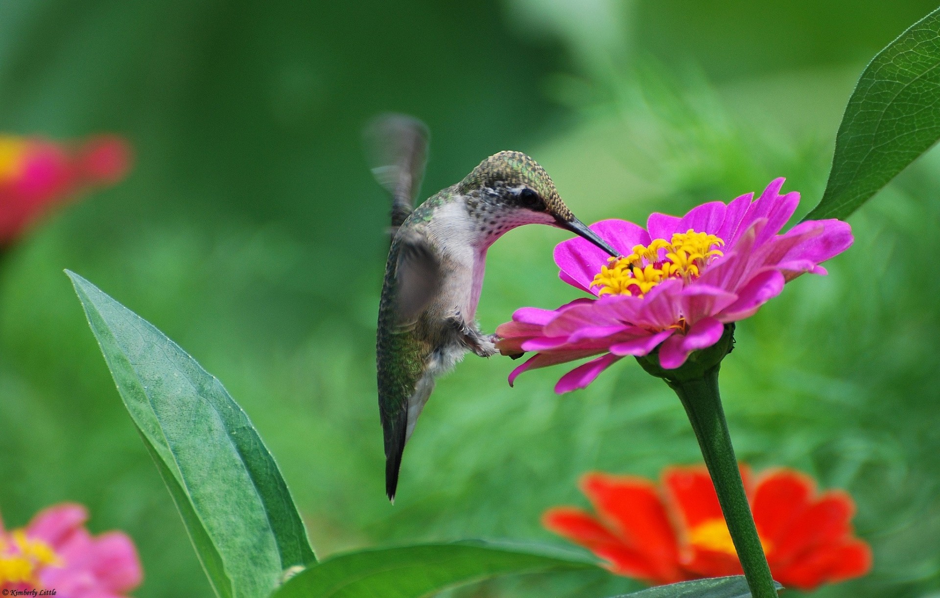 aves cinia rosa flores colibrí