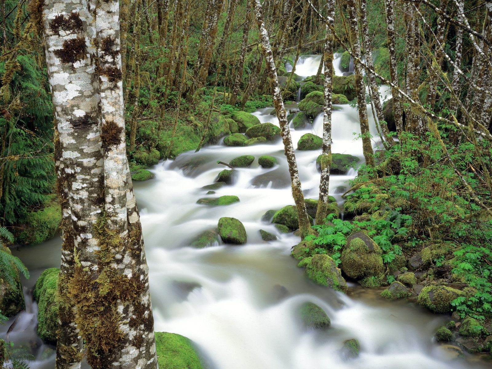 nature forêt rivière