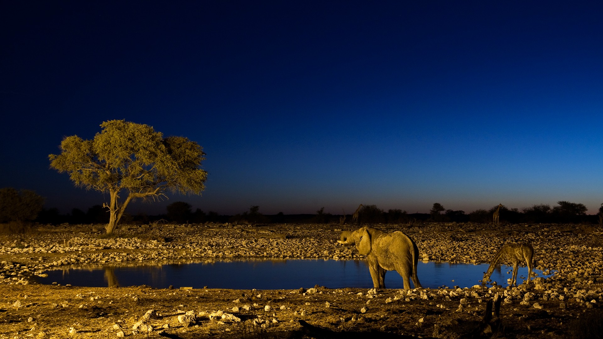 night watering elephant giraffe