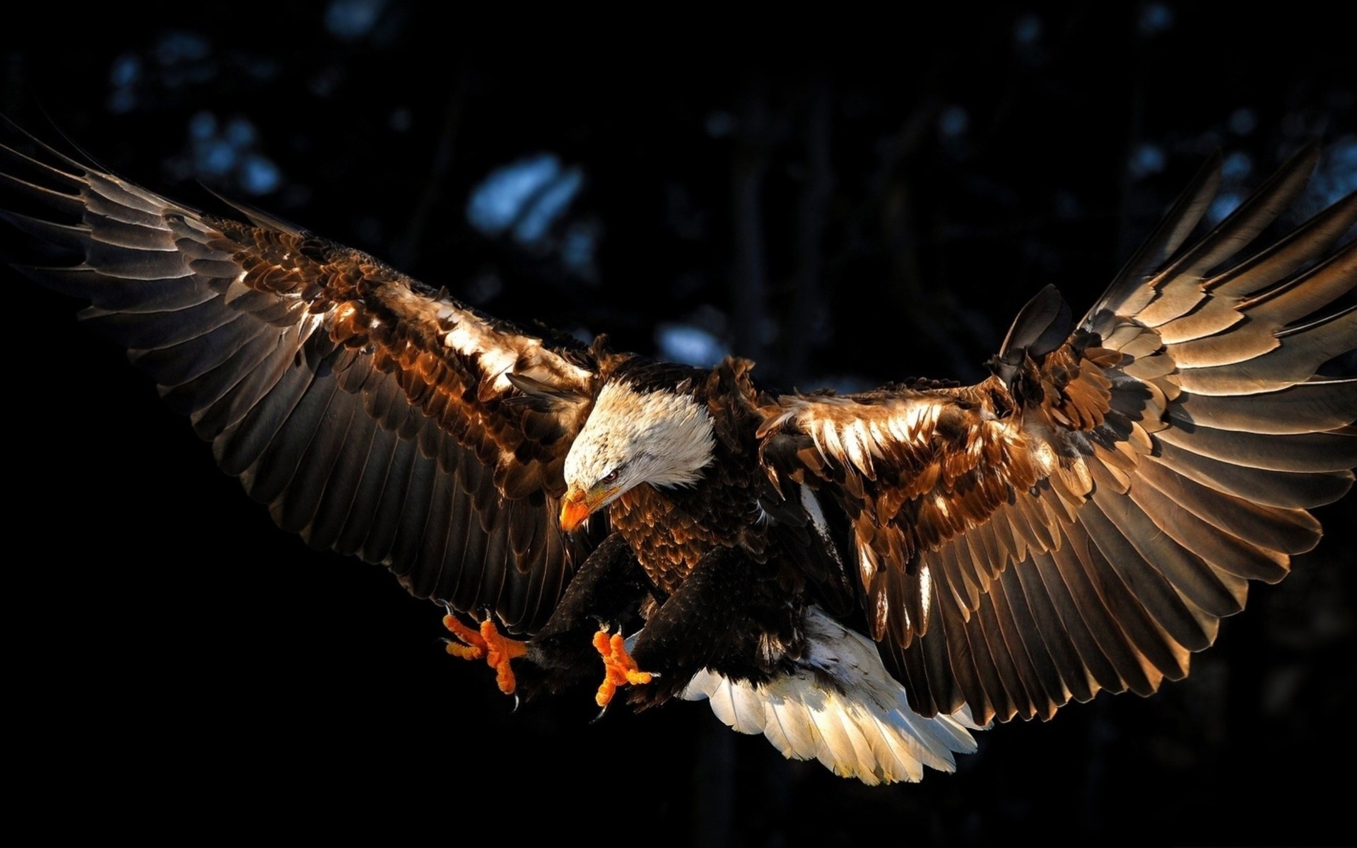 hawk black background