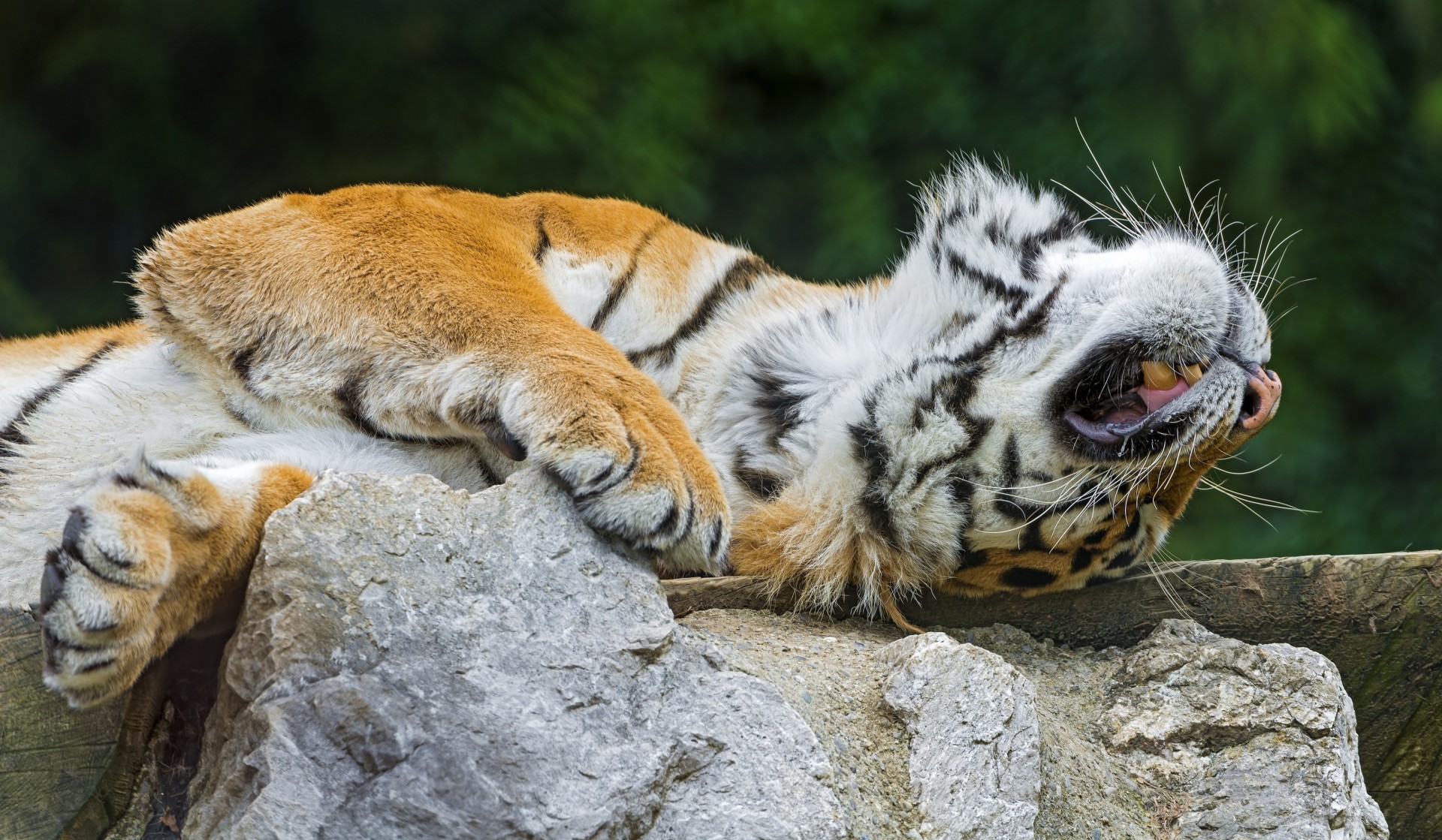 piedras dientes tigre