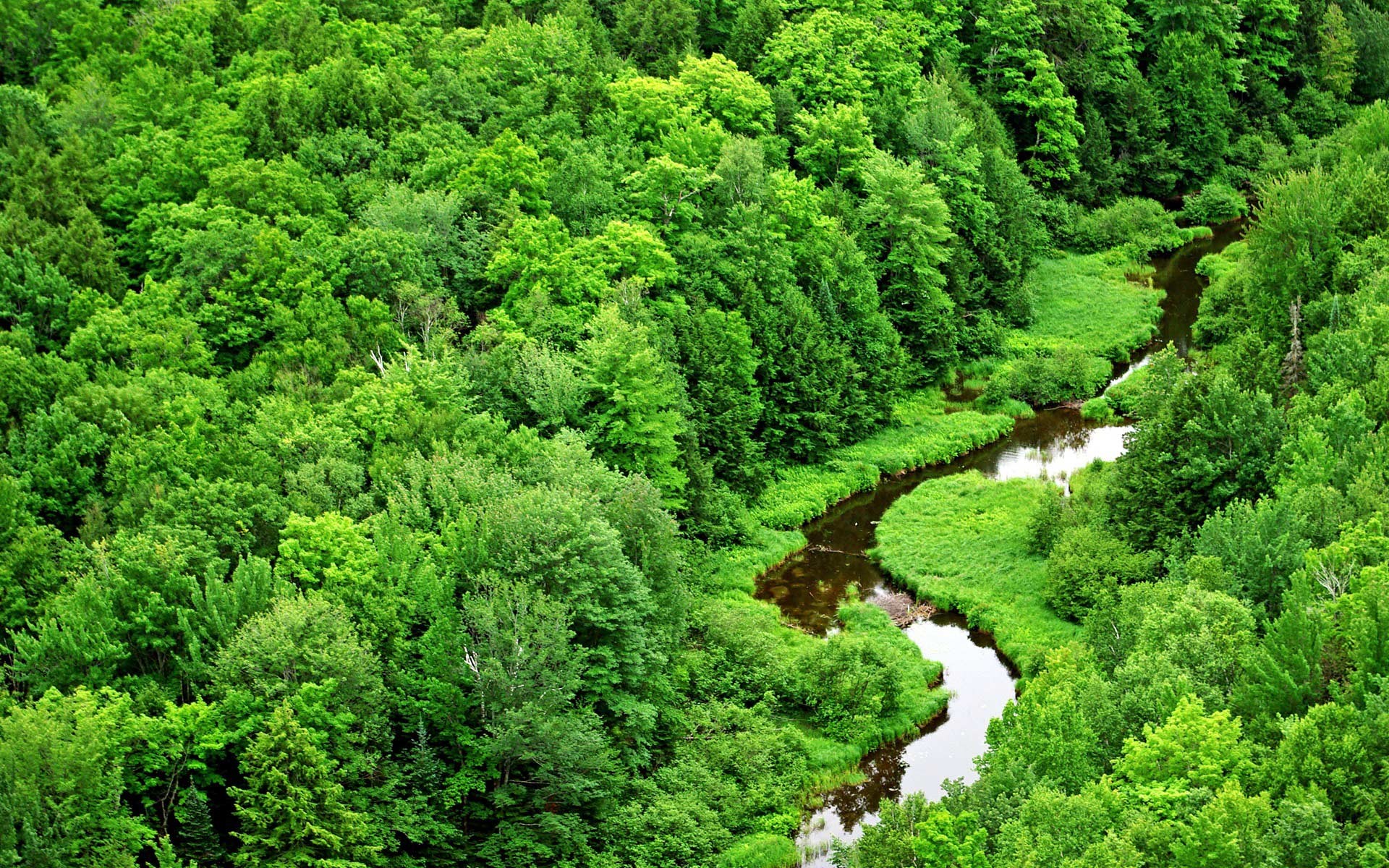 río bosque verde verano