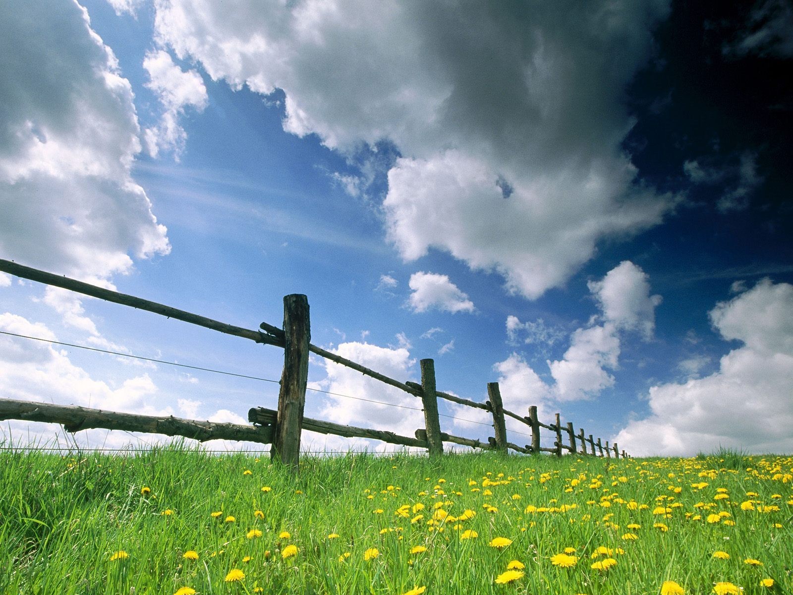 löwenzahn gras himmel zaun wiese feld