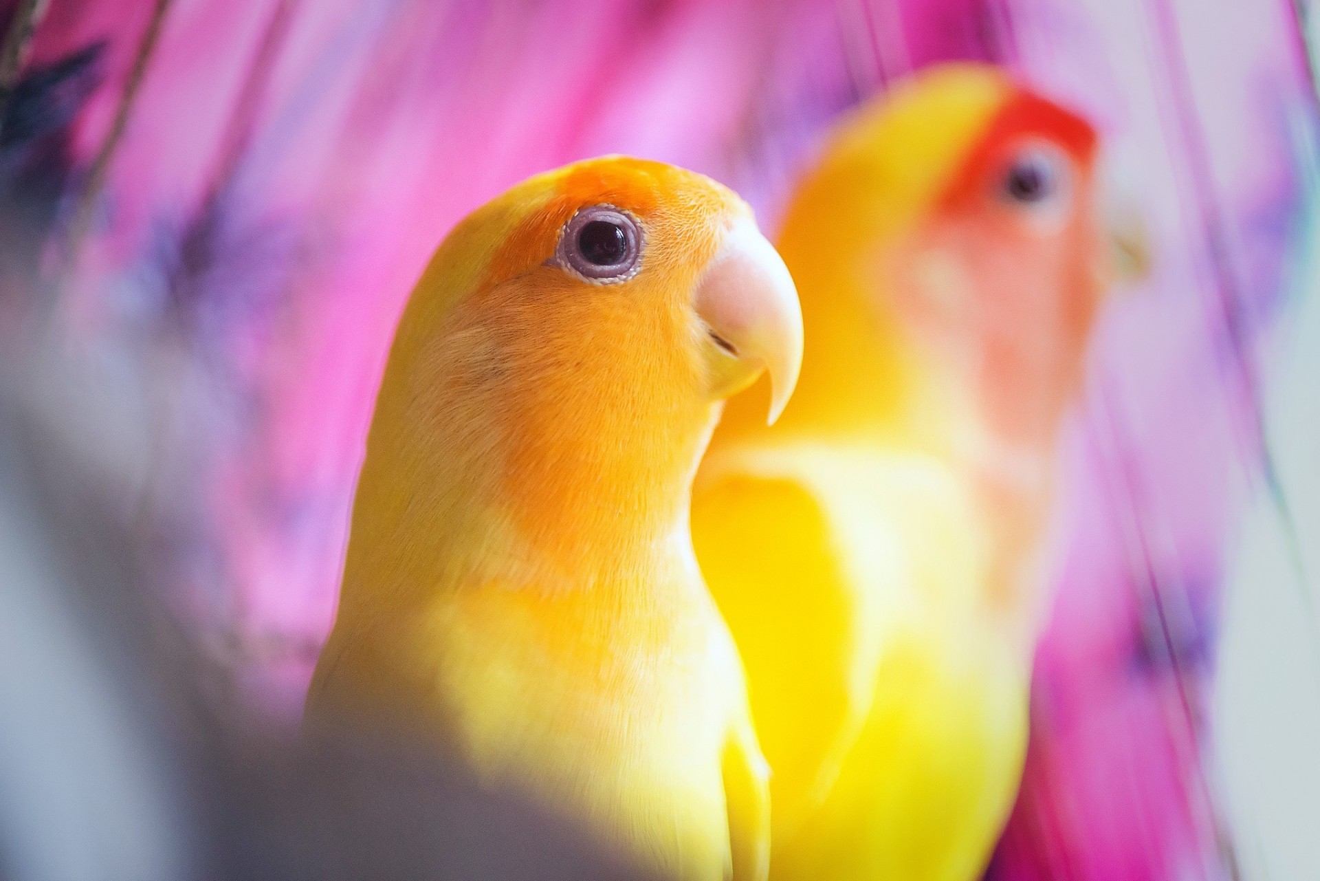 hintergrund gelb papageien vögel