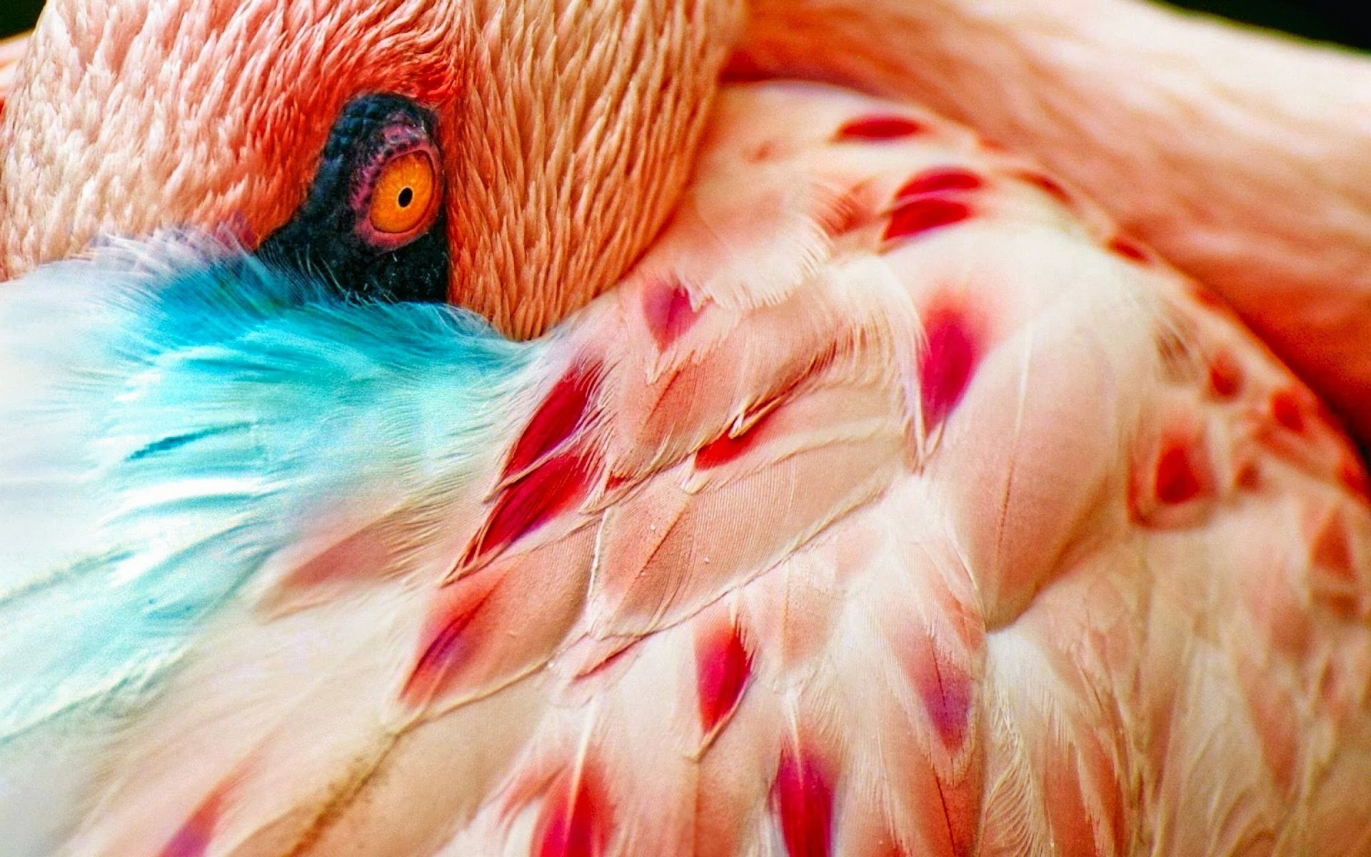 vögel federn flamingos augen