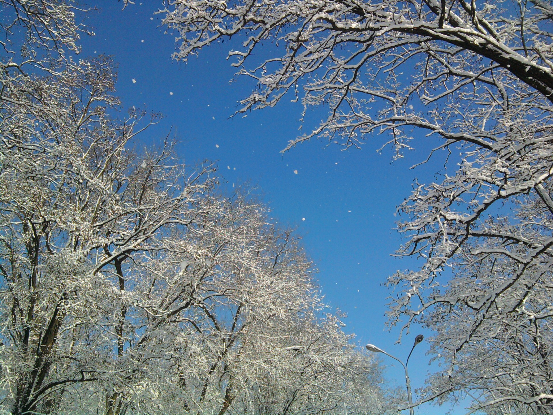 invierno nieve árboles