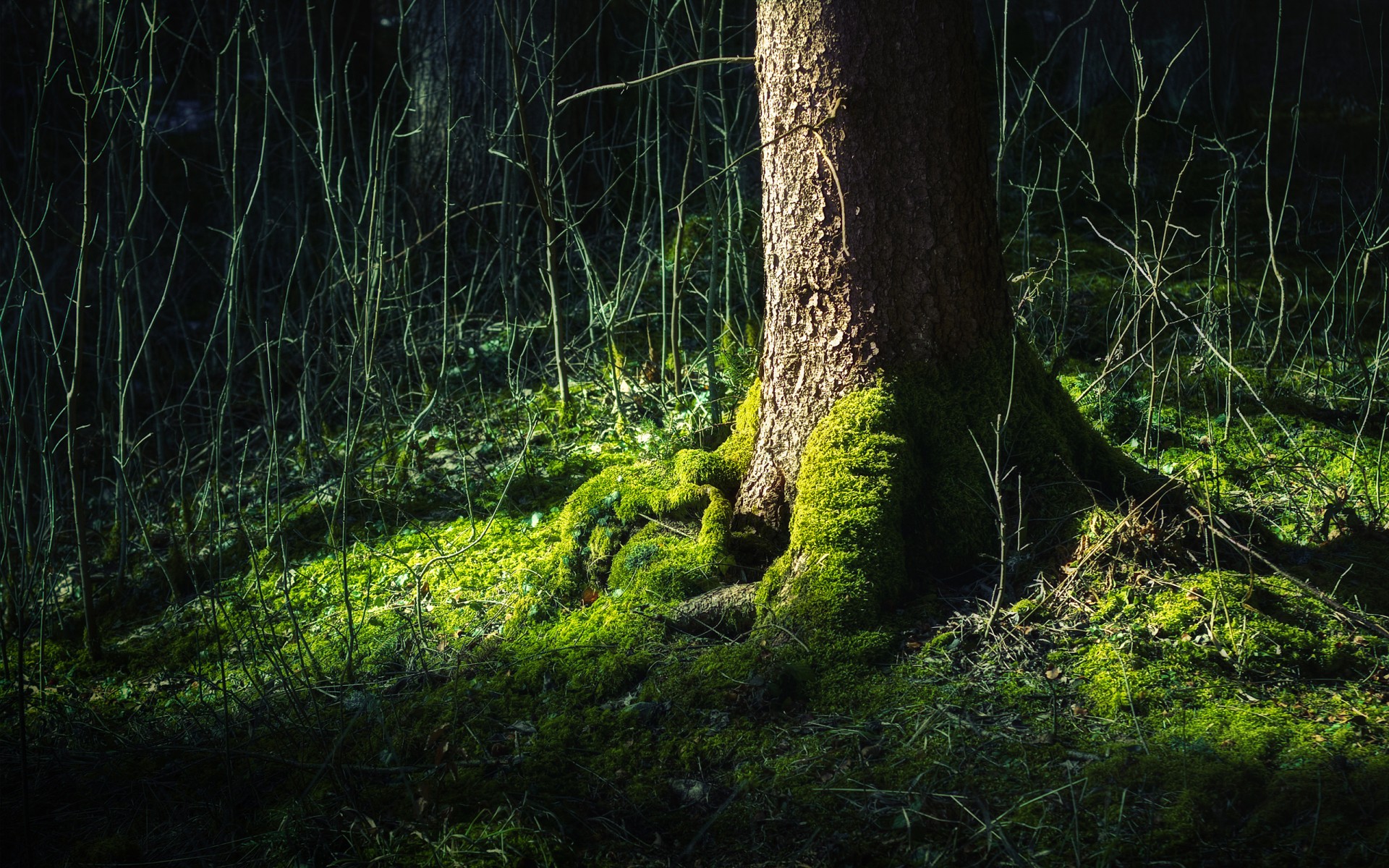 forêt arbre vie vert