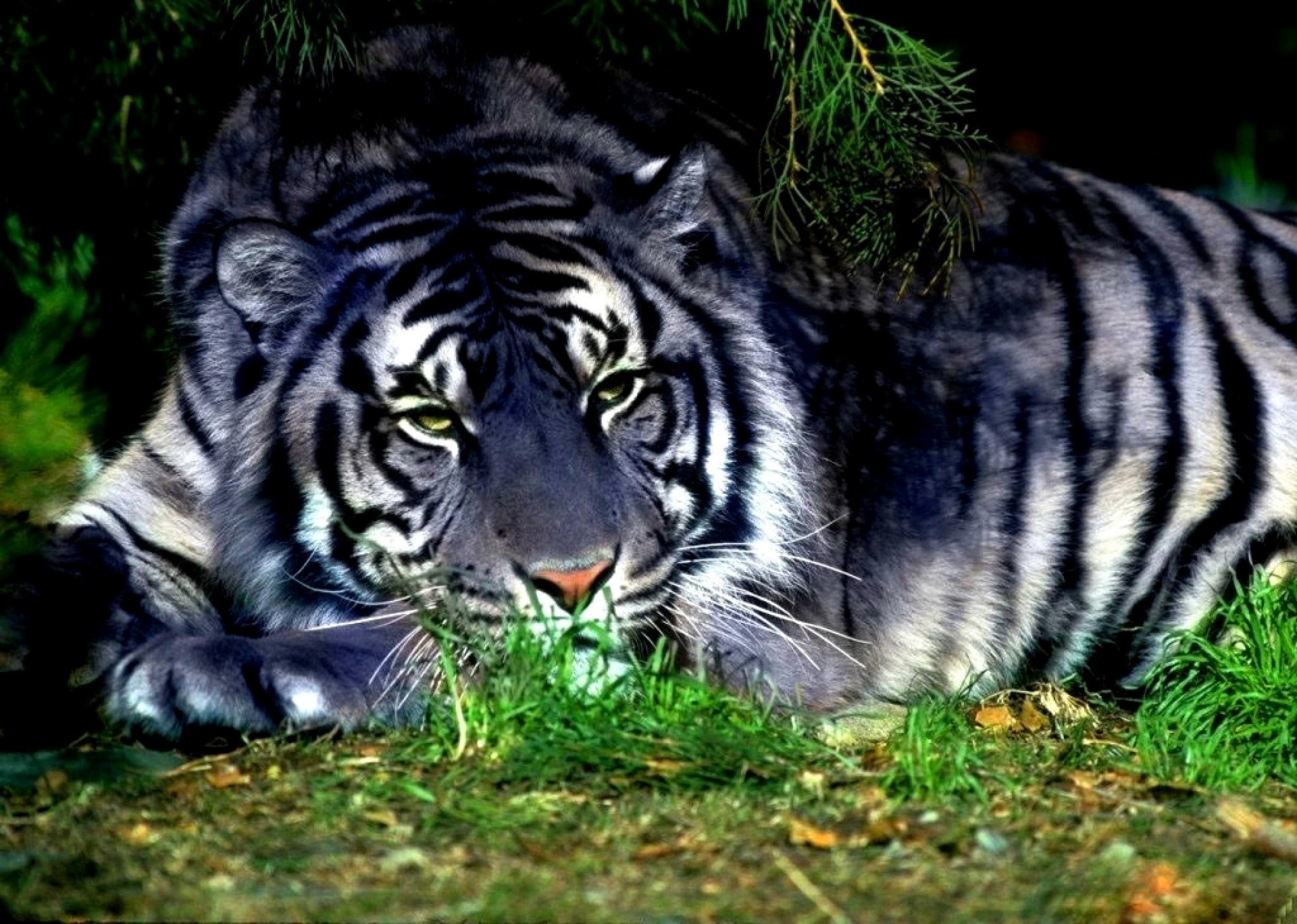 herbe blanc tigre