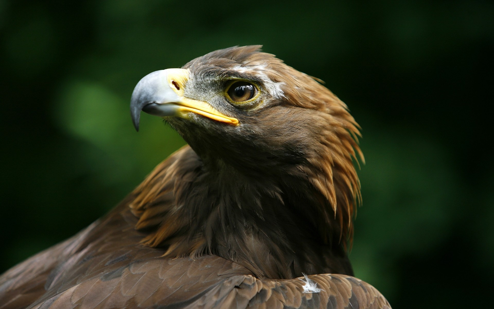 pico águila real cabeza depredador aves