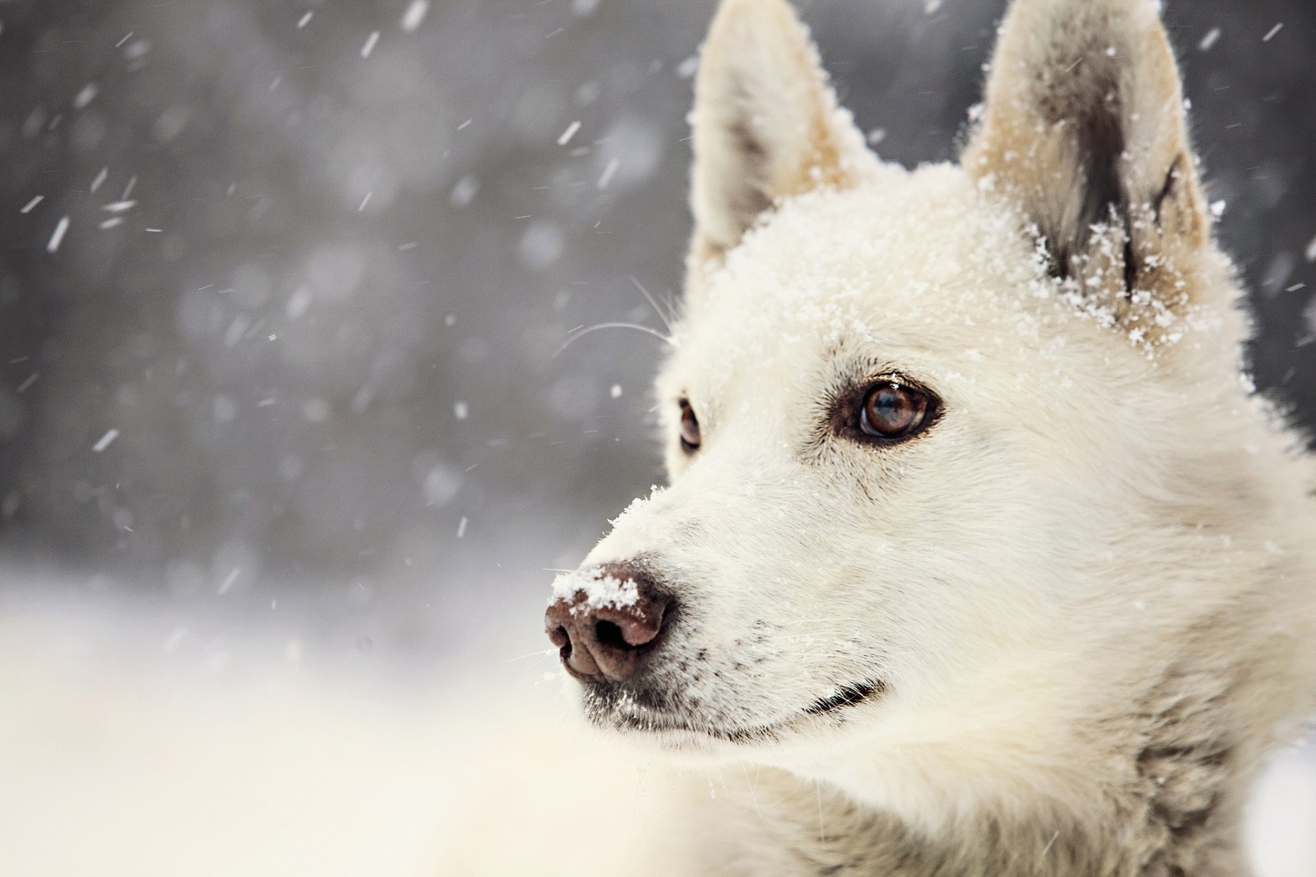 perro nieve blanco