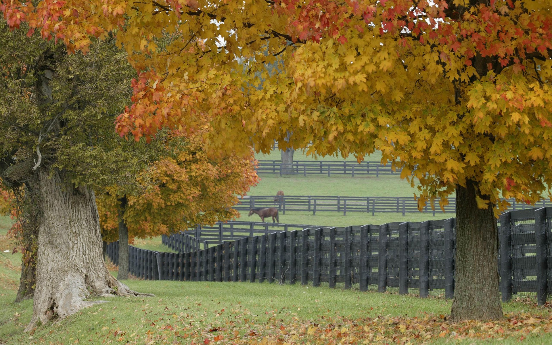 horse tree leaves grass fence