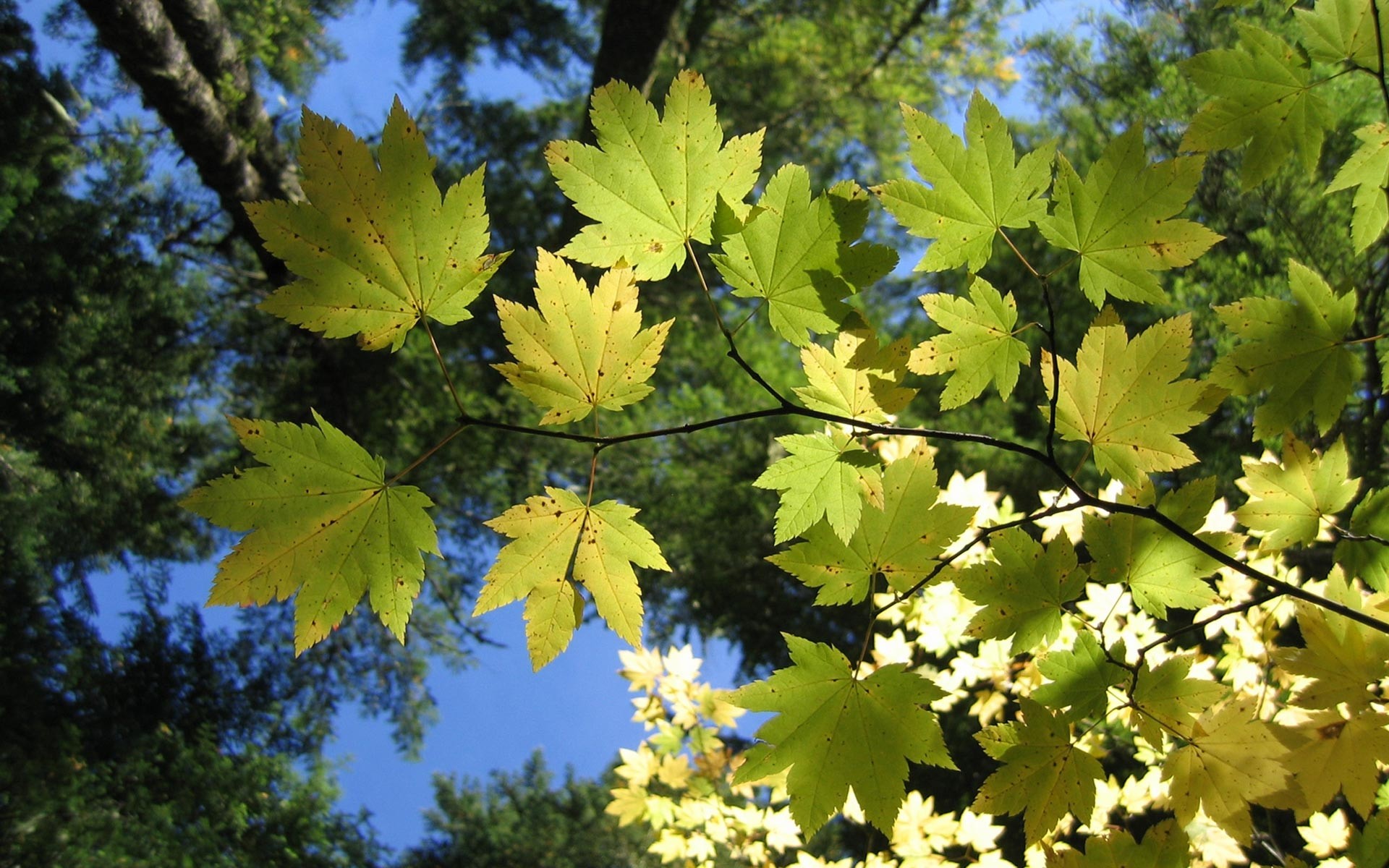 feuilles arbre ciel branches lumière