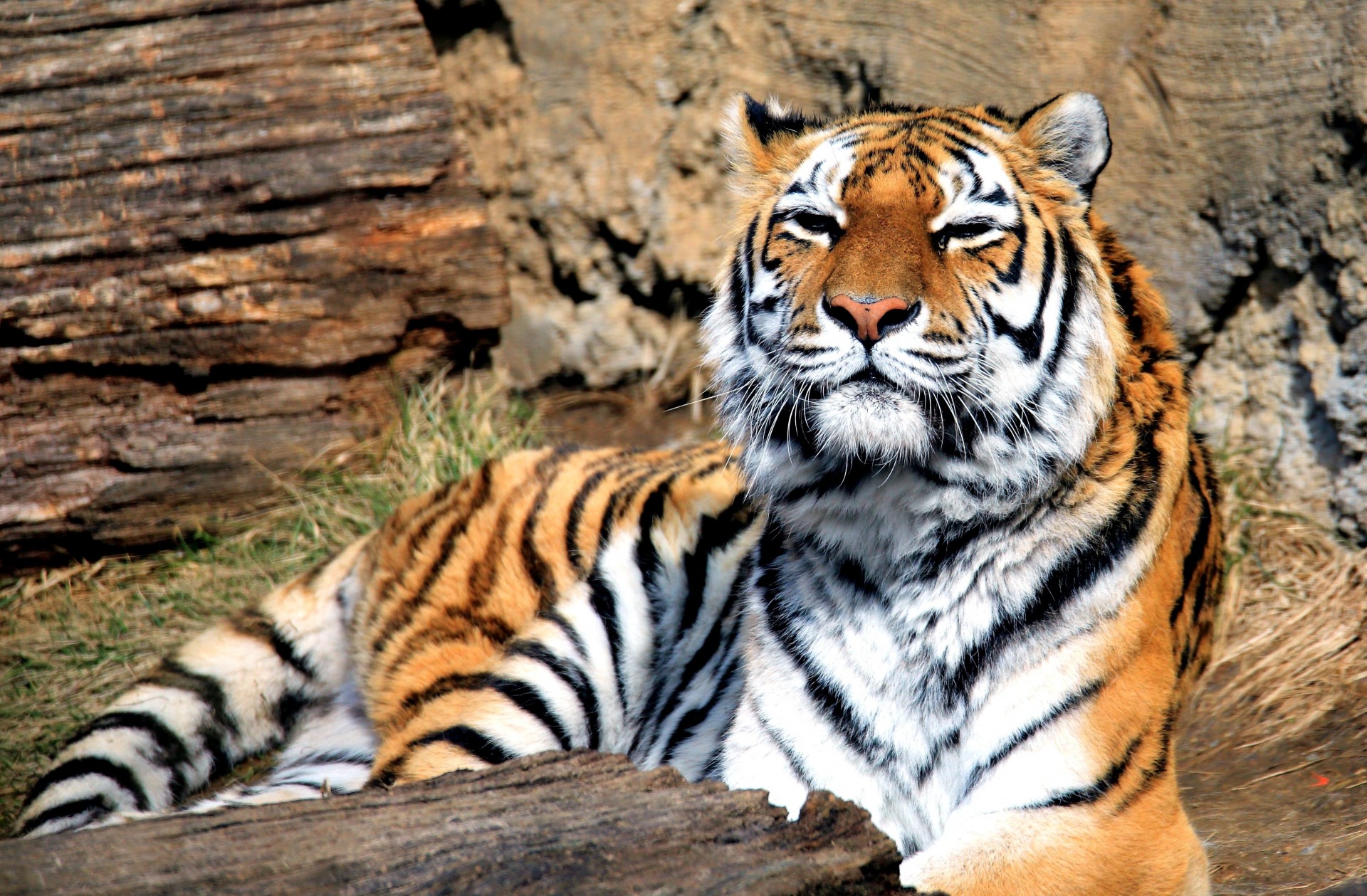 tier große katze raubtier tiger säugetier