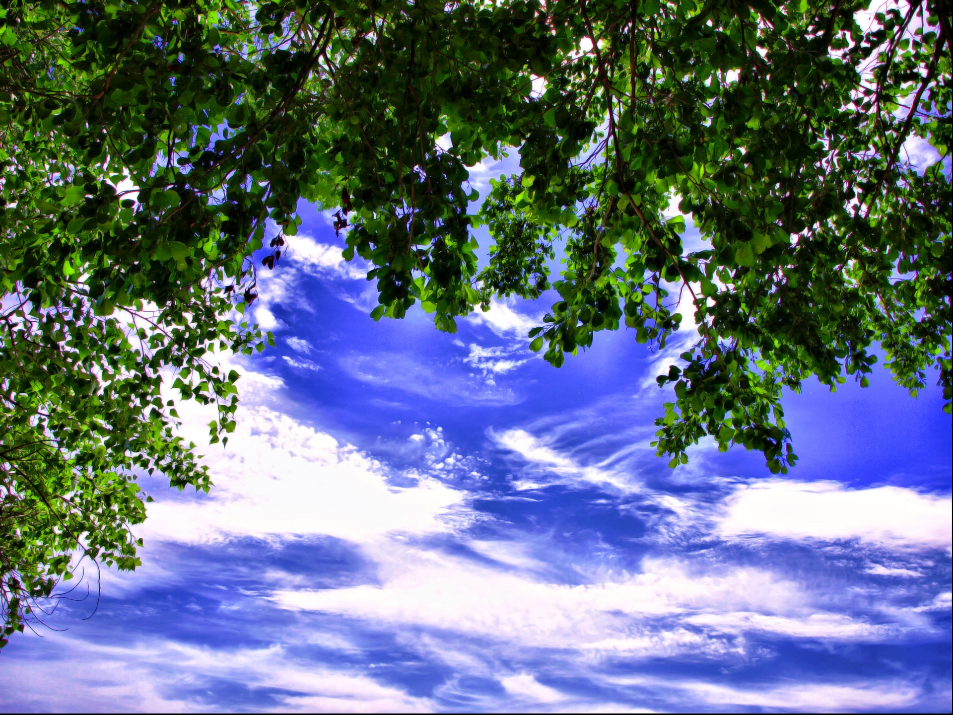 ciel arbres feuilles