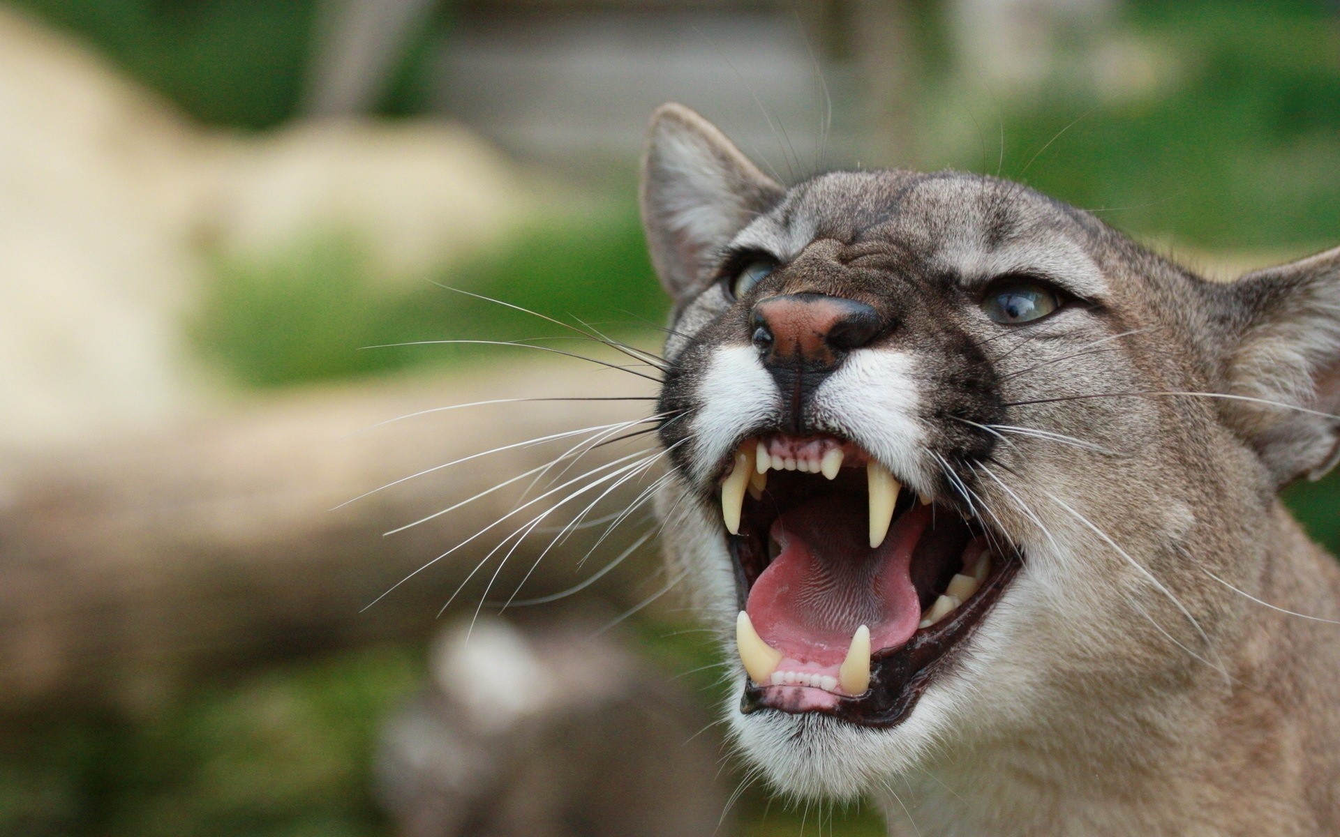 colmillos dientes animales animales ira