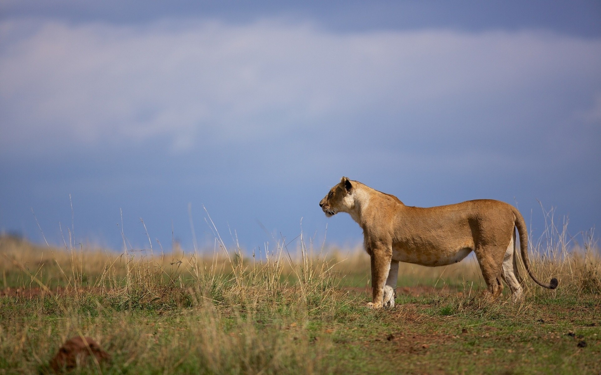 savana gatto selvatico leonessa