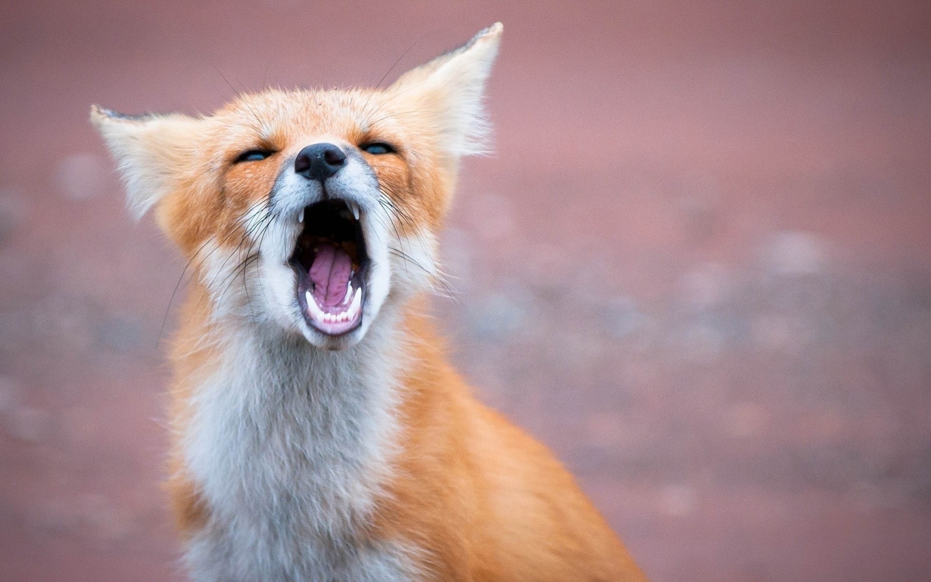 fuchs zähne rot mund