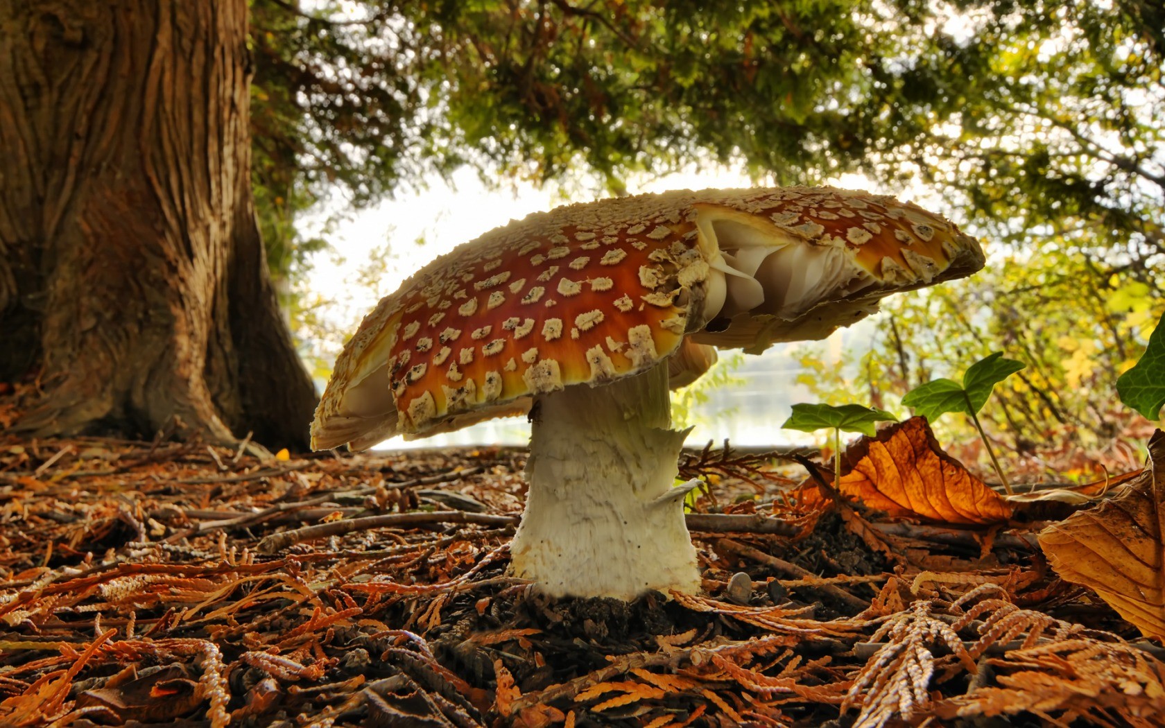 mushroom amanita forest green