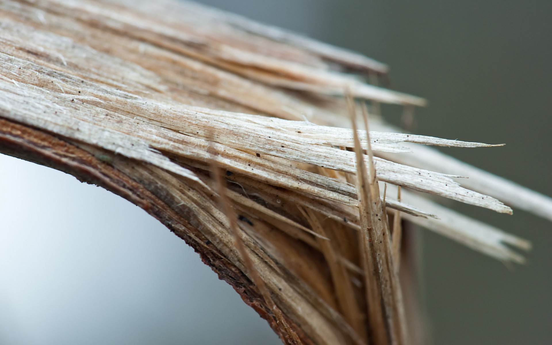 tree branch scrapping