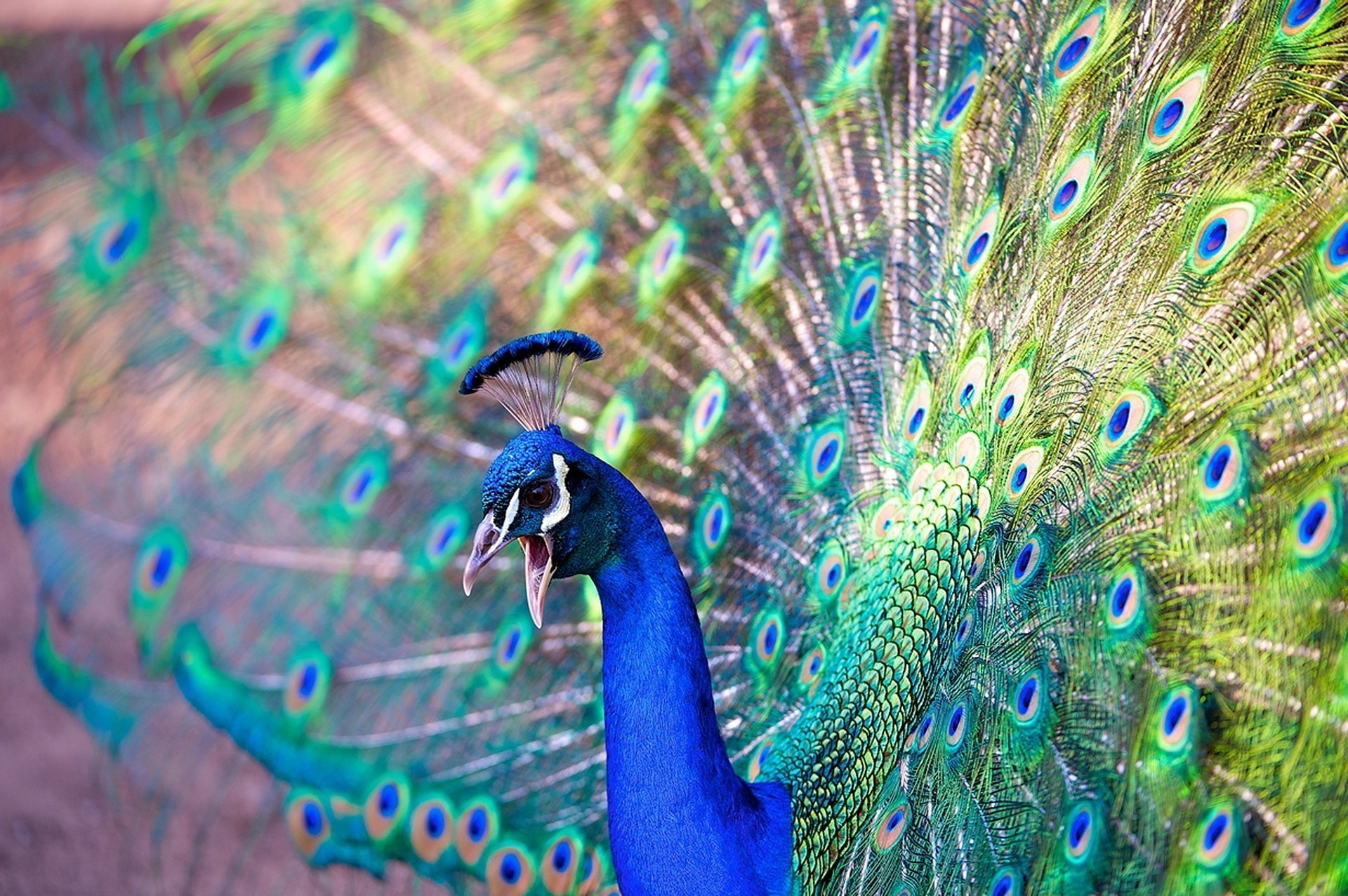 oiseaux beauté paon