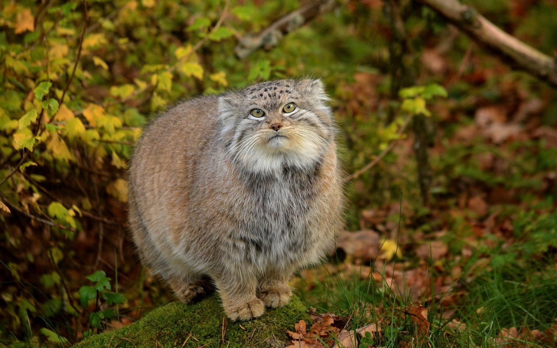 manul naturaleza gatos especie depredadores ojos verdes