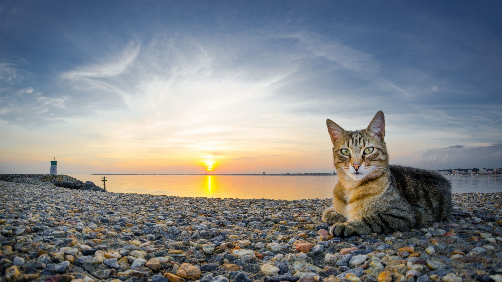 mer cailloux chat coucher de soleil