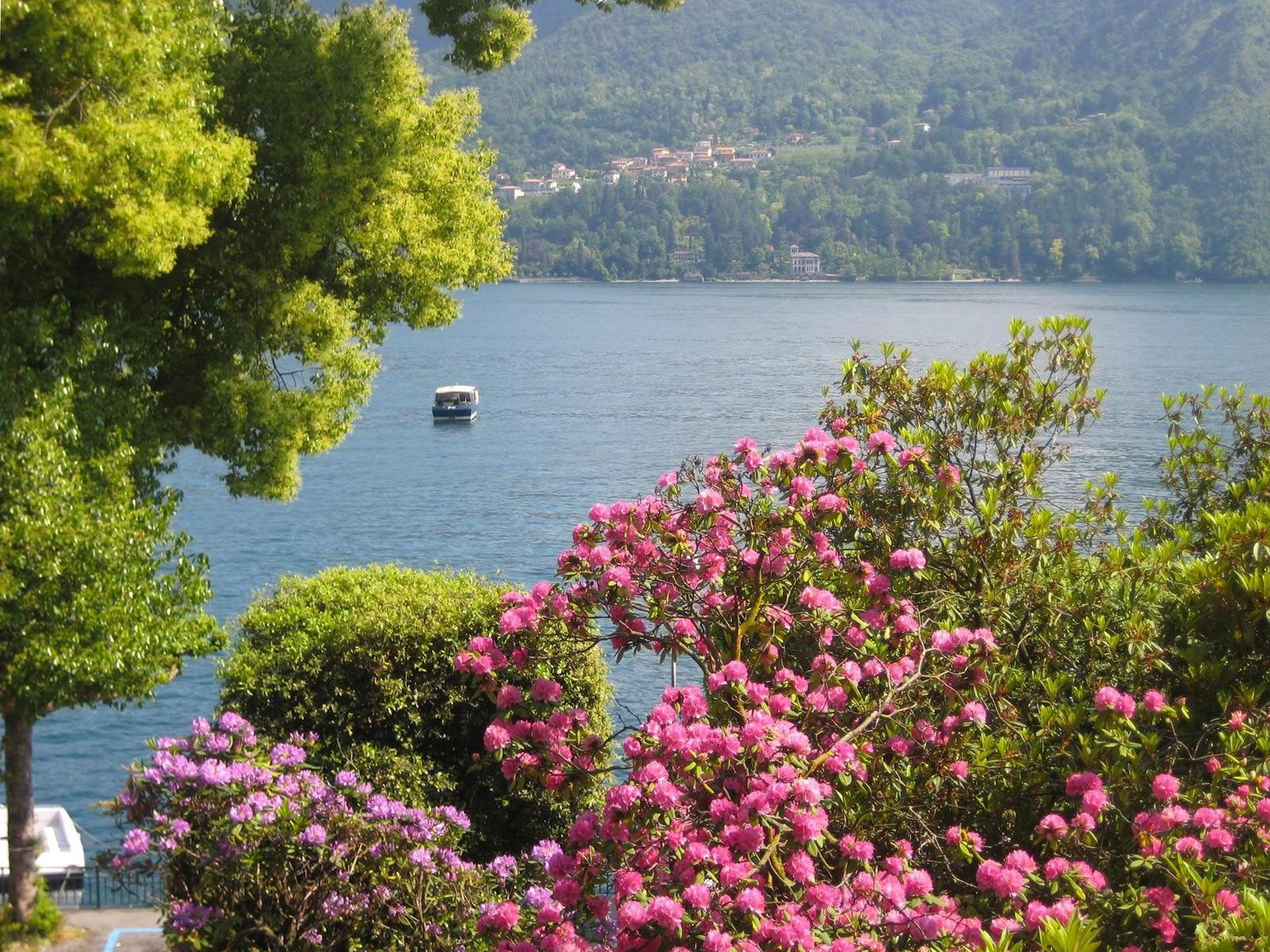 flower tree boat nature water the distance house