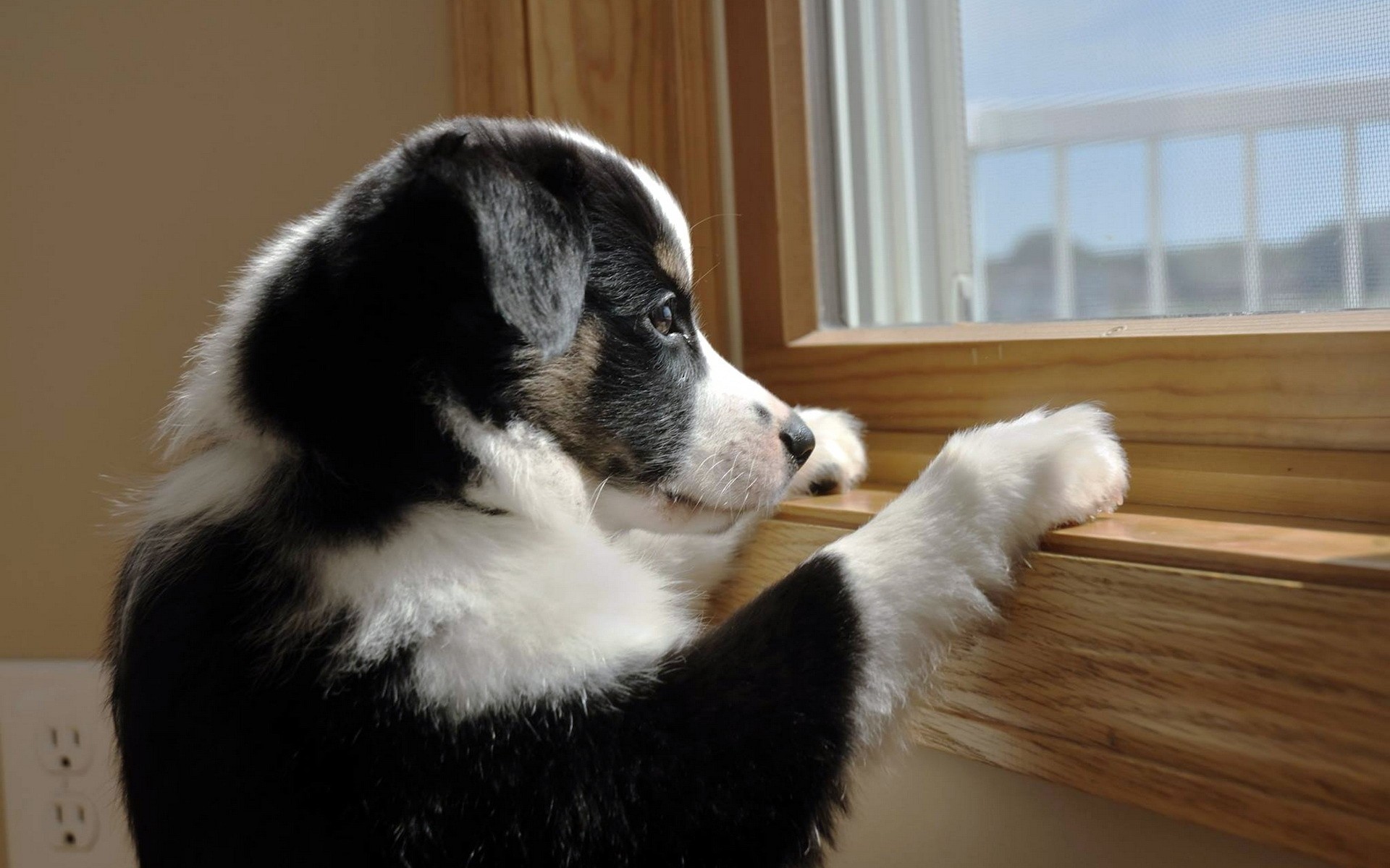 perro amigo ventana