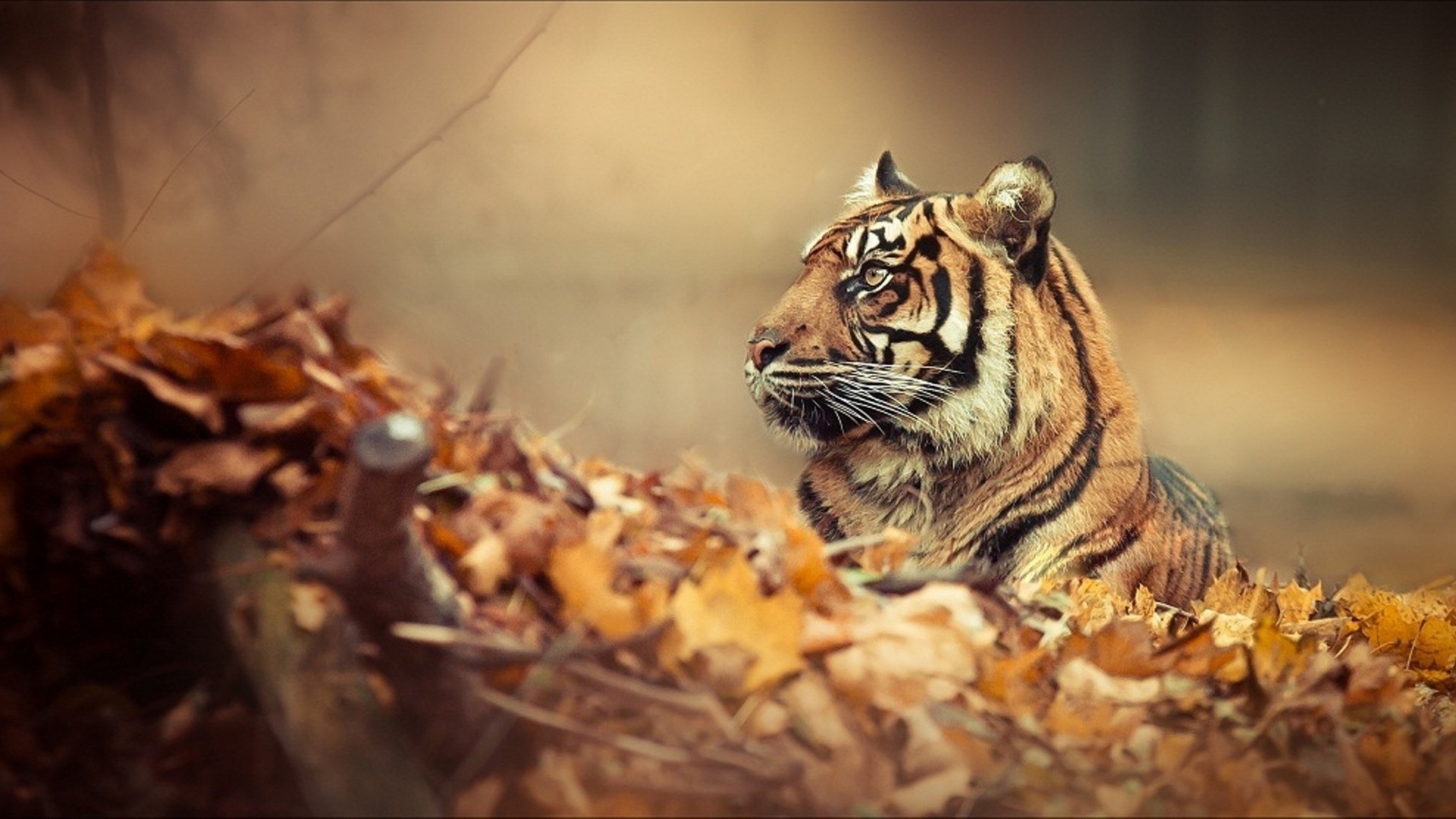 automne feuille tigre