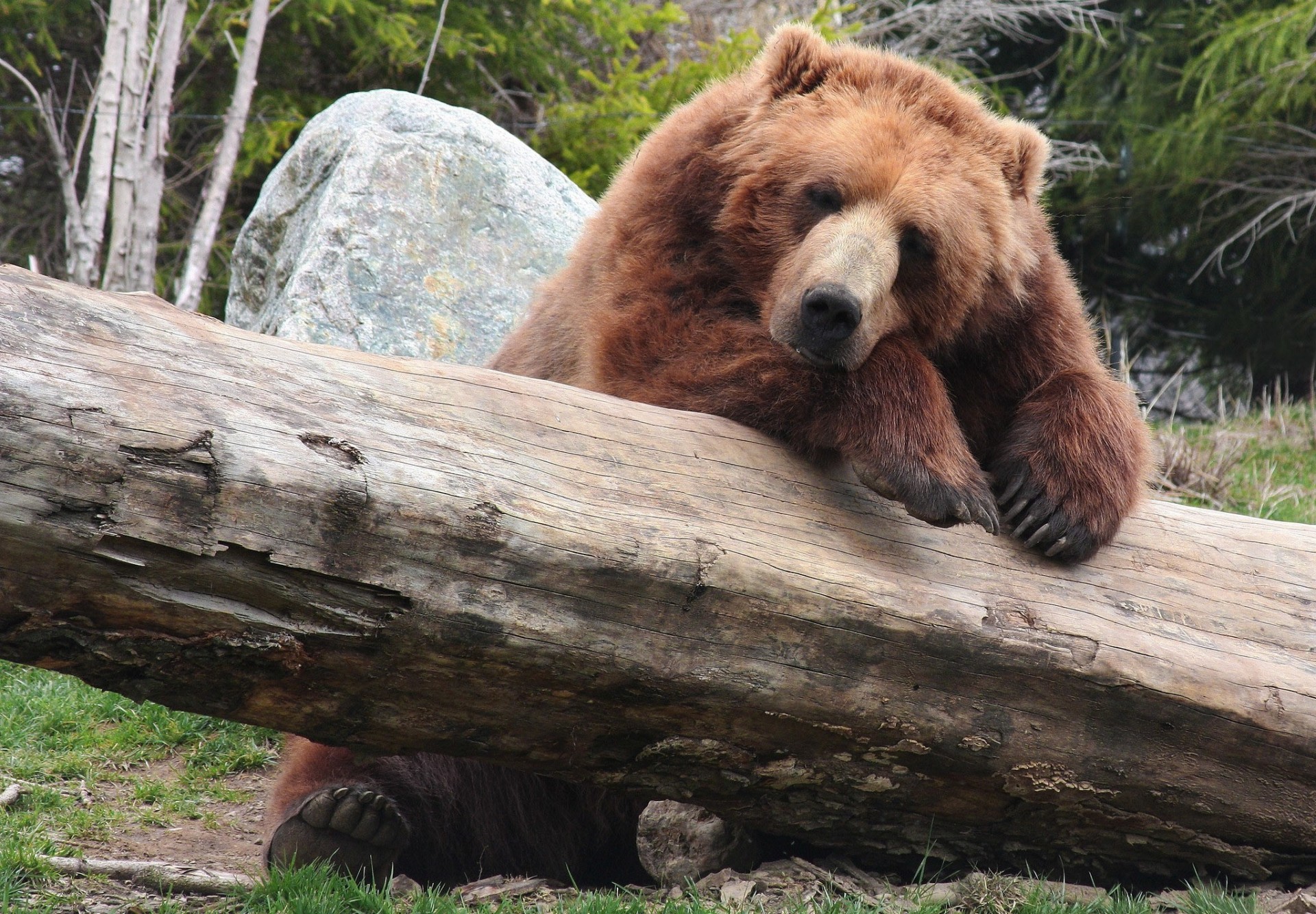 oso marrón descanso tronco