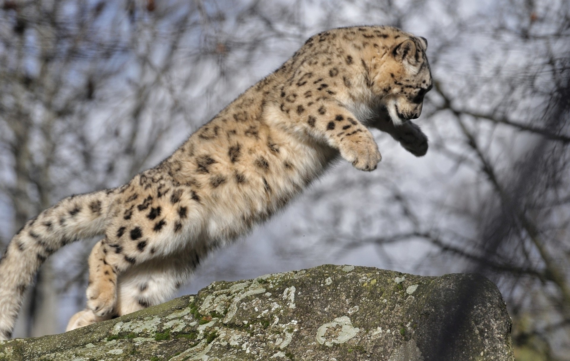 sprung jungtier tier wildkatze leopard