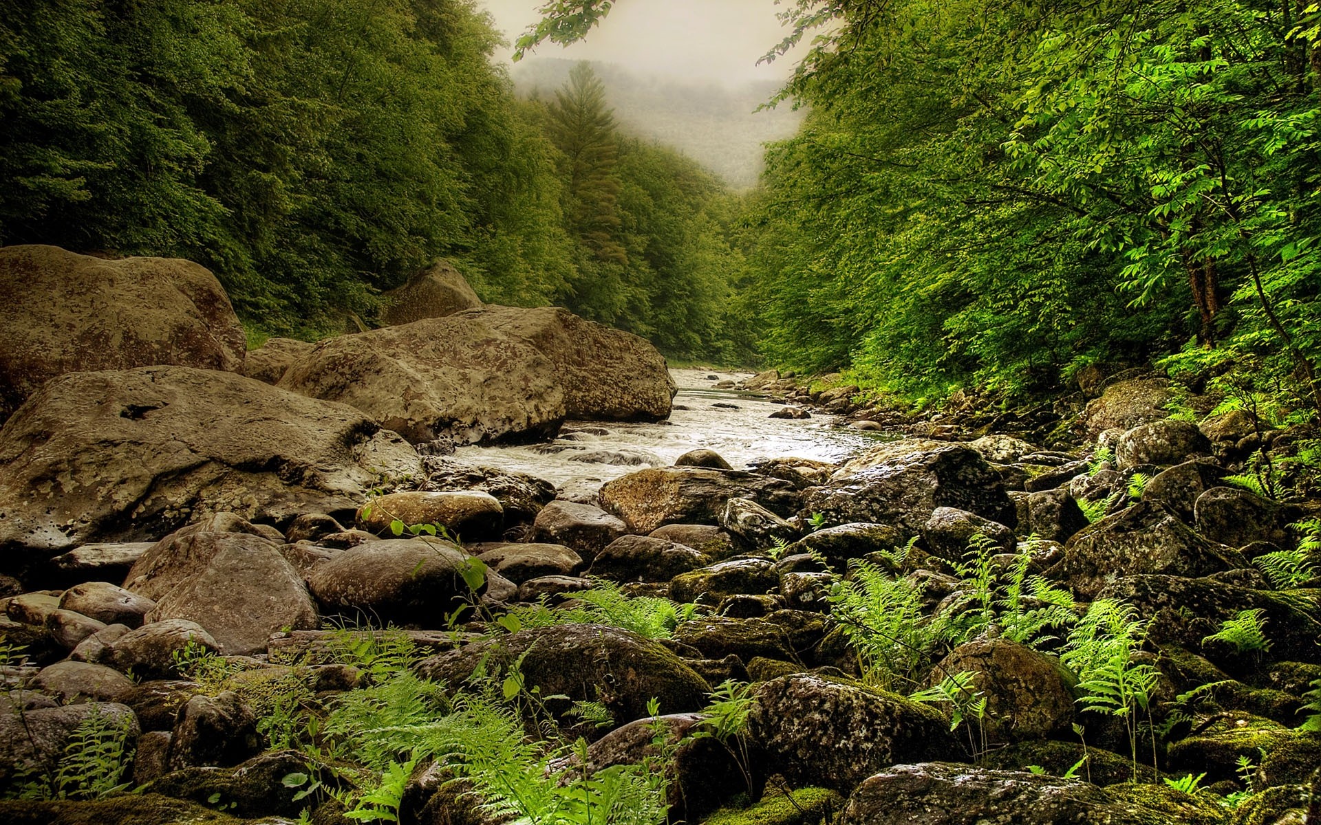 fluss steine wald