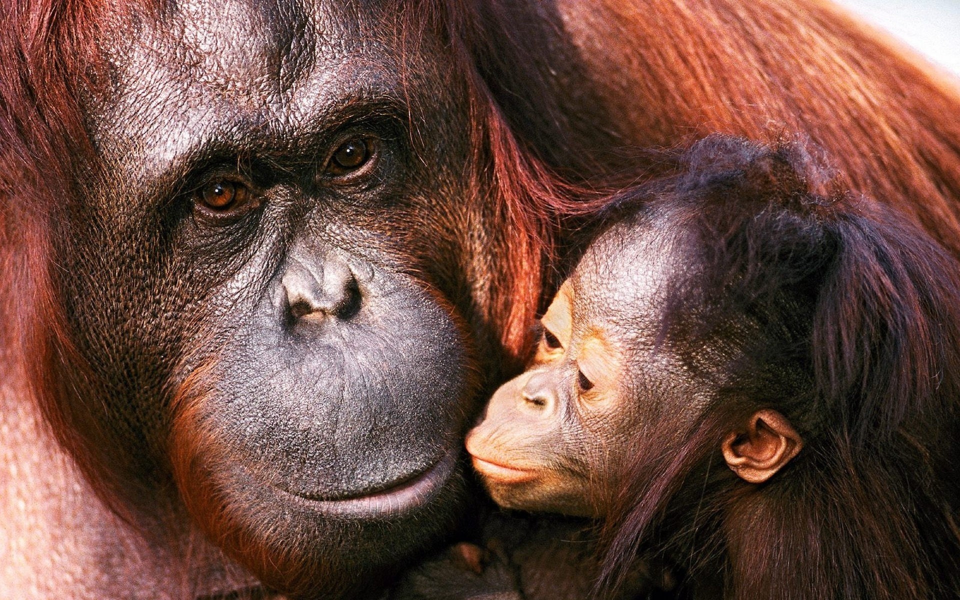 animali bambino famiglia