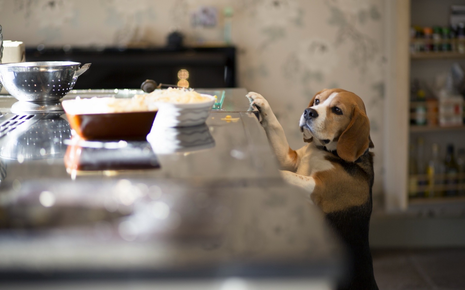 beagle perro amigo cocina