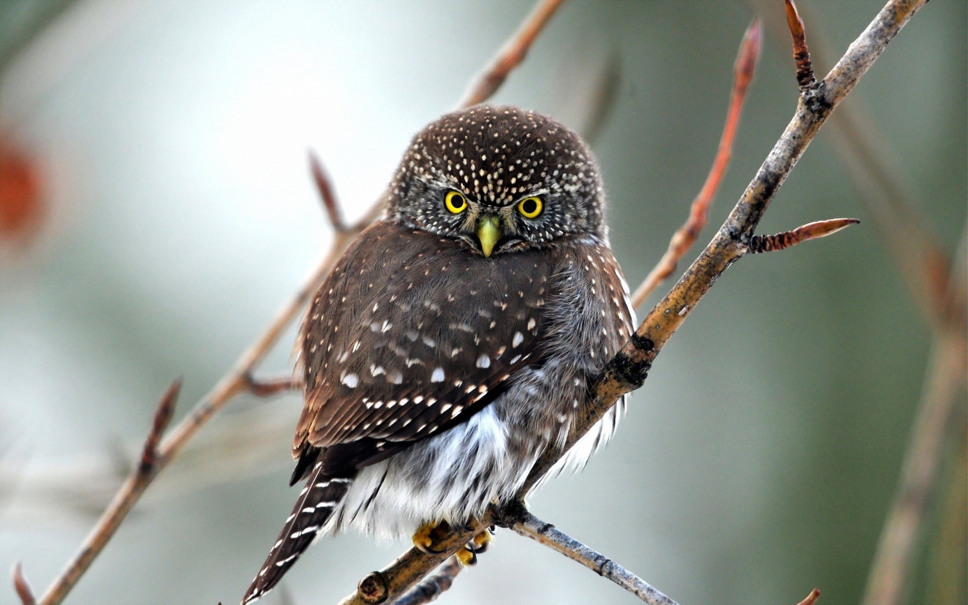 aves especie depredador búho