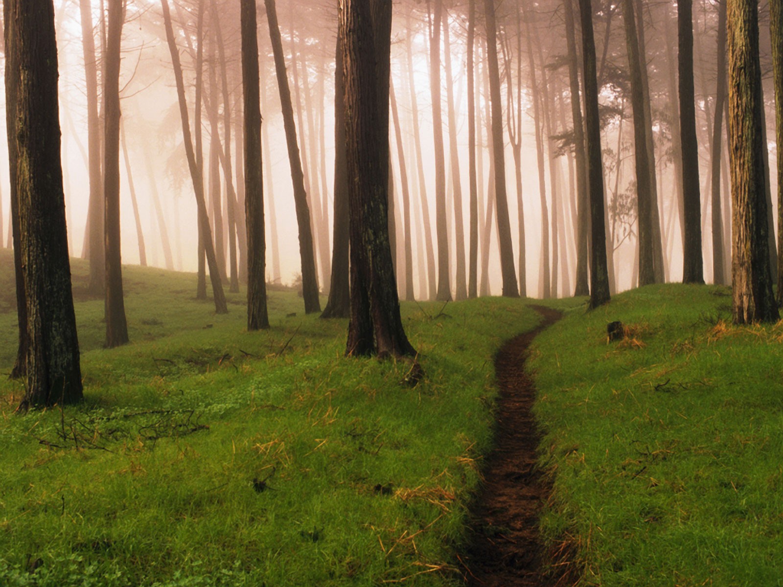 bosque niebla camino hierba verano