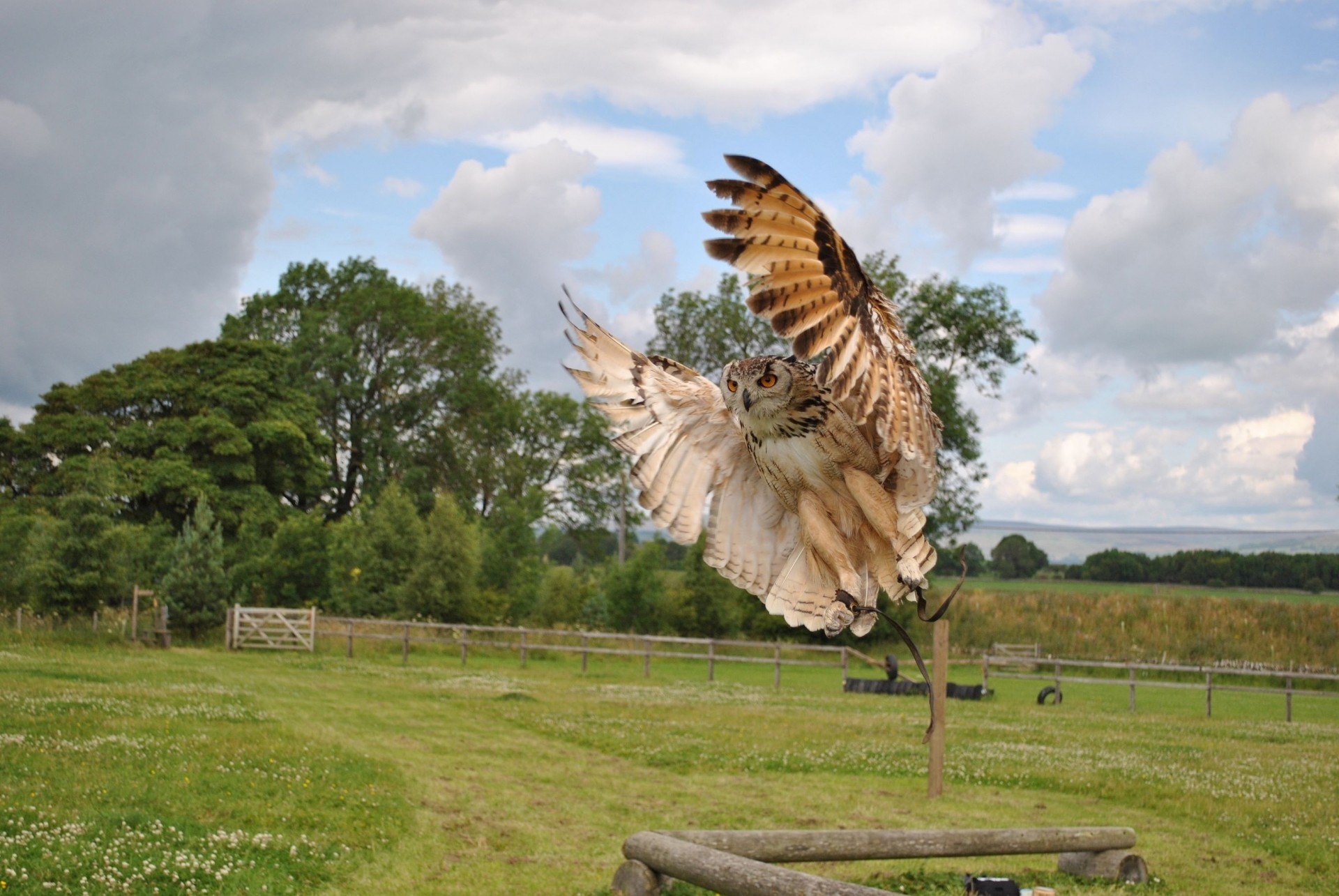 uccelli ali sbattere gufo predatore