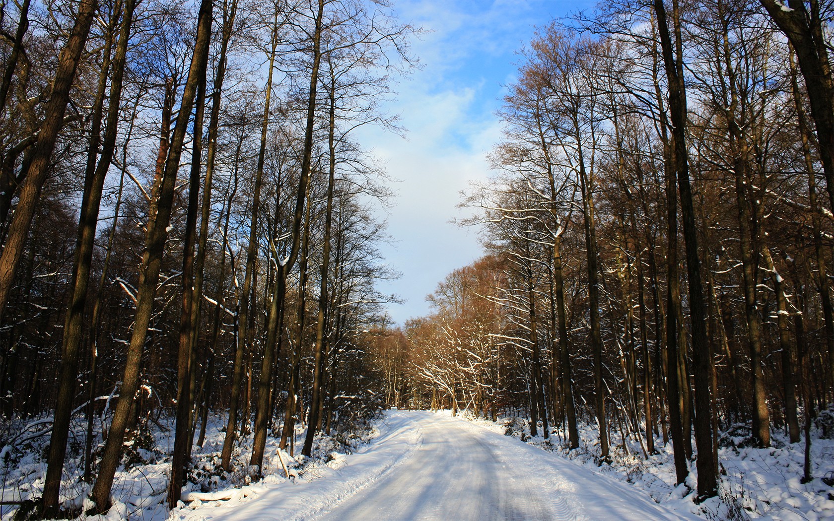 road forest winter